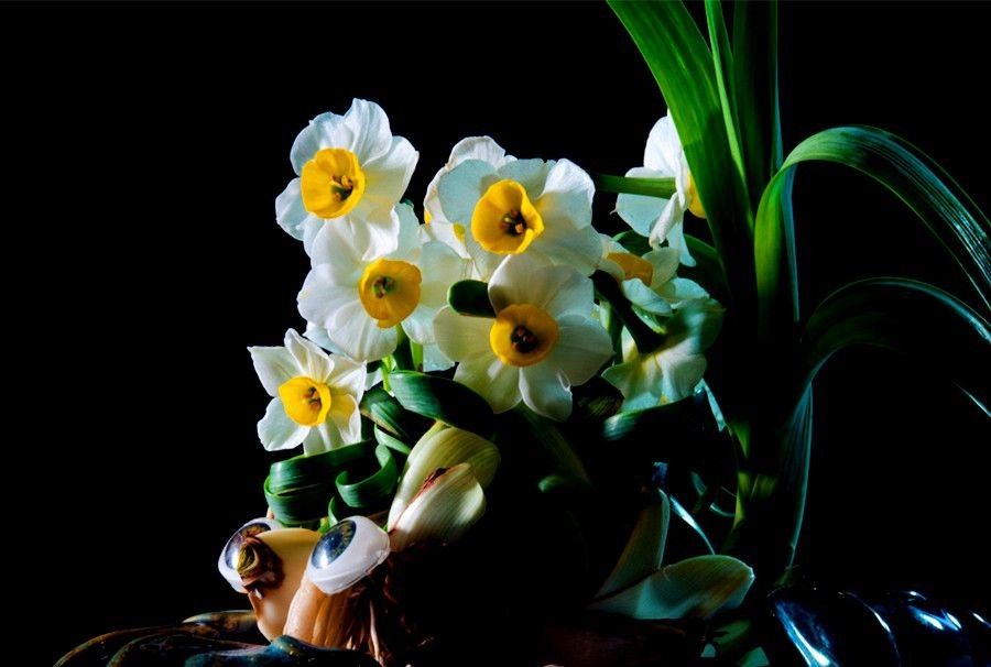 Plant Related Chinese Words - narcissus 