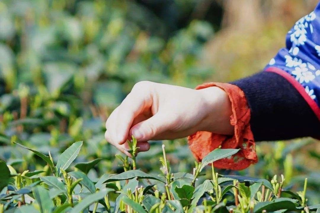 Chinese Tea Overview - Cchatty